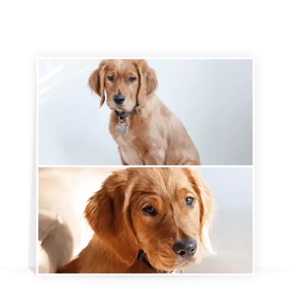 PVC svatební fotoobraz Koláž 2 fotky