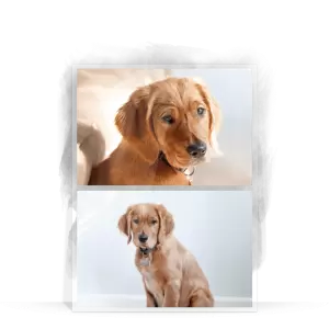 Plexi svatební fotoobraz Koláž 2 fotky